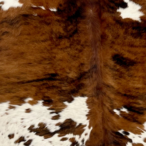 Closeup of this Colombian, Tricolor Cowhide, showing a reddish brown and black, brindle pattern, and large and small white spots that have brown speckles and spots  (COTR1120)