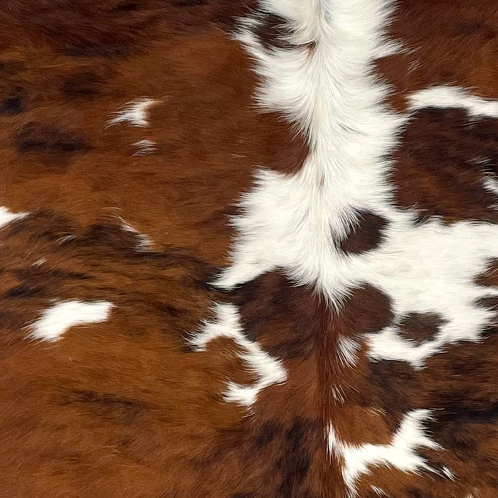 Closeup of this Colombian, Tricolor Cowhide, showing a brown and black, brindle pattern, with small and large, white spots down the middle and on the back (COTR1122)