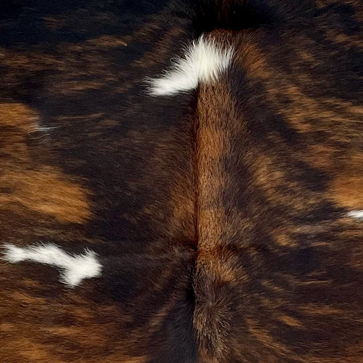 Closeup of this Colombian, Tricolor Cowhide, showing a brown and black, brindle pattern, with a couple small, white spots (COTR1130)