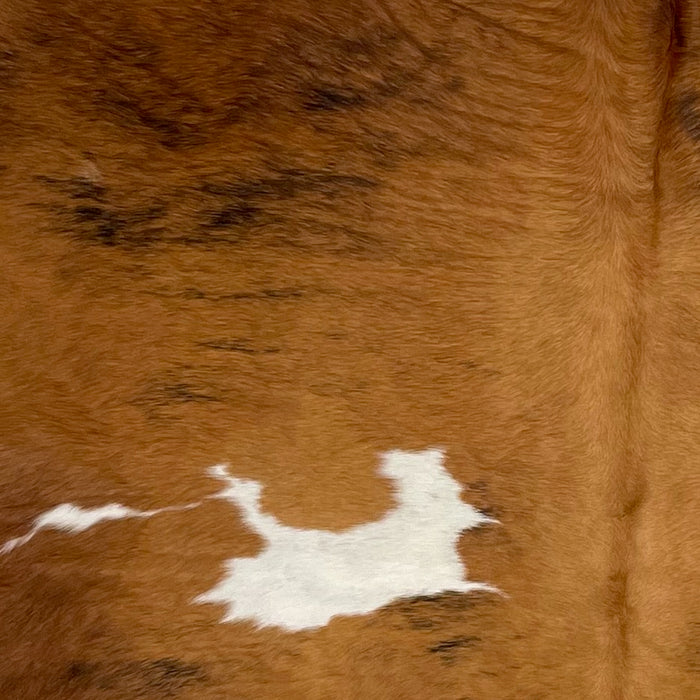 Closeup of this Colombian, Tricolor Cowhide, showing brown, with black, brindle markings, and a couple white spots (COTR1137)