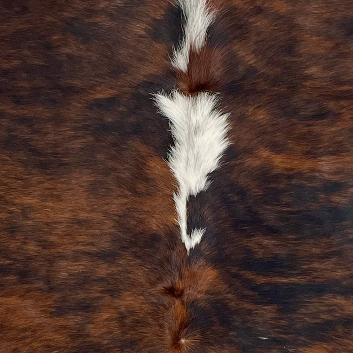 Closeup of this Colombian, Tricolor Cowhide, showing a reddish brown and black, brindle pattern, with two white spots in the middle of the shoulder (COTR1140)