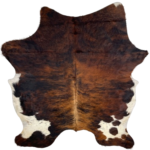 Colombian Tricolor Cowhide:  has a reddish brown and black, brindle pattern, light brown down part of the spine, and white, with black speckles, on part of the belly and butt - 7'4" x 5'10" (COTR1141)