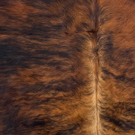 Closeup of this Colombian, Tricolor Cowhide, showing a reddish brown and black, brindle pattern, light brown down part of the spine (COTR1141)