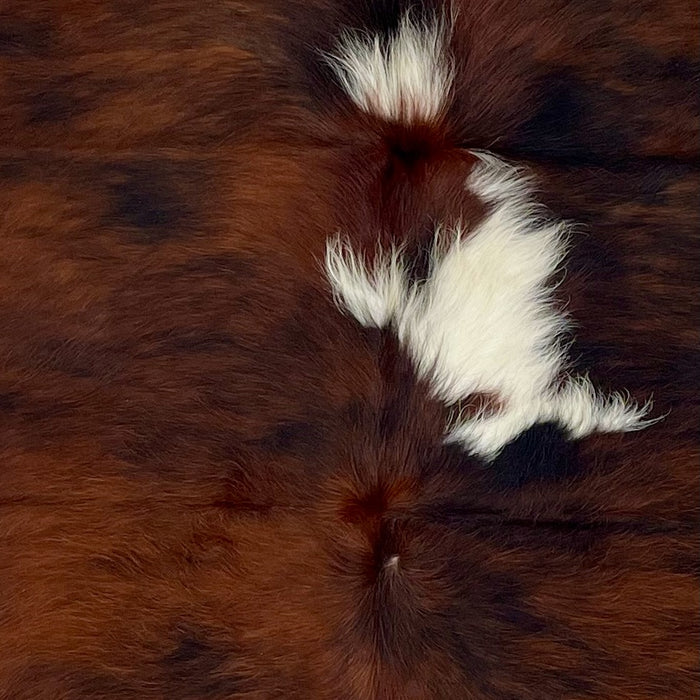 Closeup of this Colombian, Tricolor Cowhide, showing a mix of red brown and black, with a couple of white spots down the middle (COTR1151)