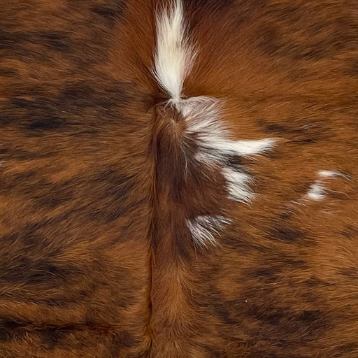 Closeup of this Colombian, Tricolor Cowhide, showing a brown and black, brindle pattern, with a couple off-white spots down the middle  (COTR1152) 