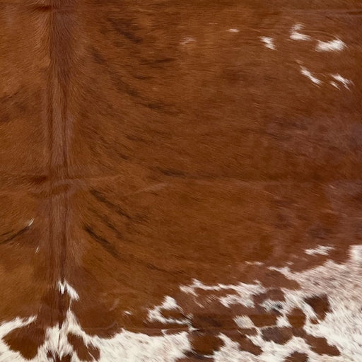 Closeup of this Large, Colombian, Tricolor Cowhide, showing brown, with small, white spots and a few black, brindle markings on the back, and white with brown and black speckles and brown spots on the butt (COTR1159)