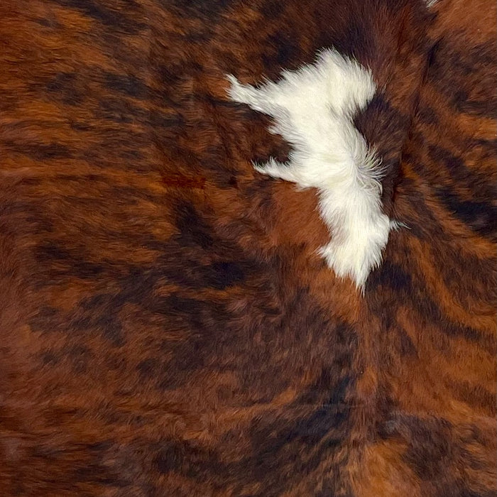 Closeup of this Large Colombian Tricolor Cowhide, showing a red brown and black, brindle pattern, with a white spot in the middle of the back (COTR1171)