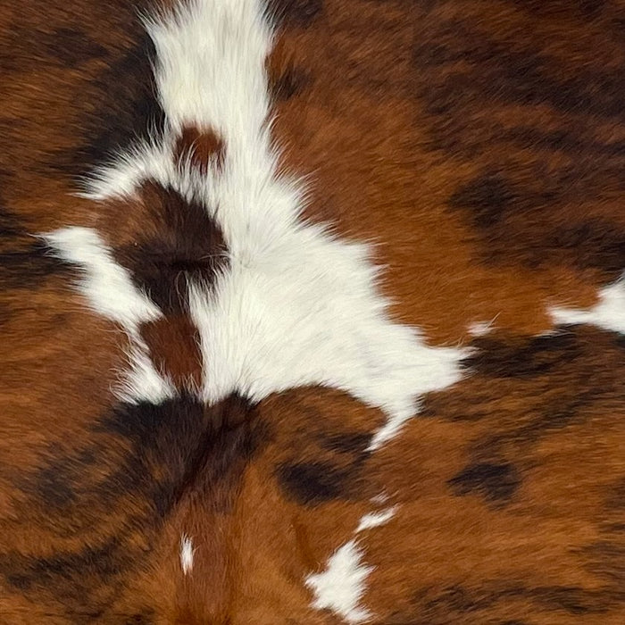 Closeup of this Large, Colombian, Tricolor Cowhide, showing a reddish brown and black, brindle pattern, with a few white spots in the middle of the shoulder (COTR1173)