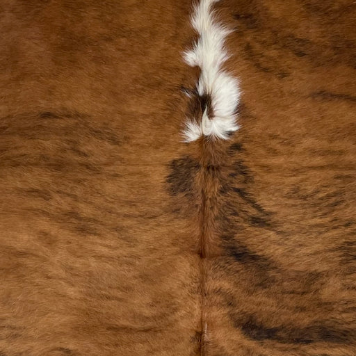 Closeup of this Colombian, Tricolor Cowhide, showing a brown and black, brindle pattern, with a couple of white spots on the spine (COTR1174)