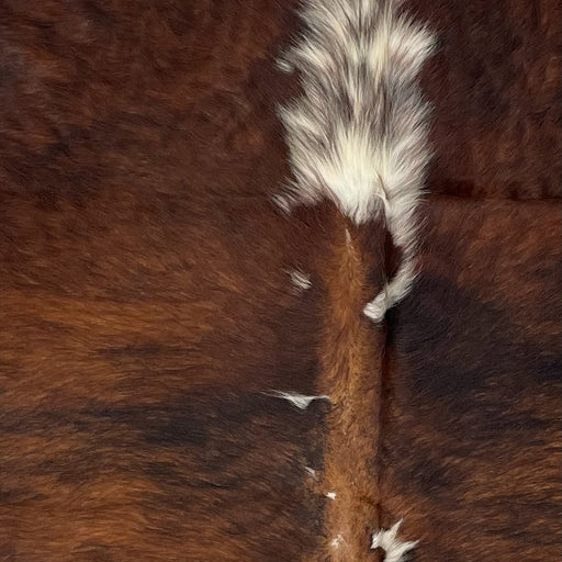 Closeup of this Large, Colombian, Tricolor Cowhide, showing a reddish brown and black, brindle pattern, and one of two spots on the spine that are white with reddish brown and black speckles (COTR1177)