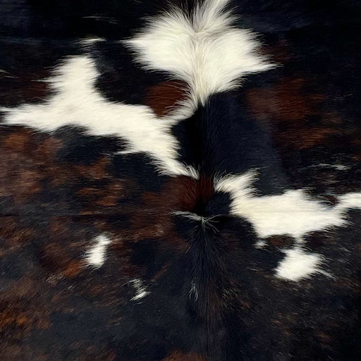 Closeup of this XL, Colombian, Tricolor Cowhide, showing white with large and small spots that have a mix of black and dark brown  (COTR1178)