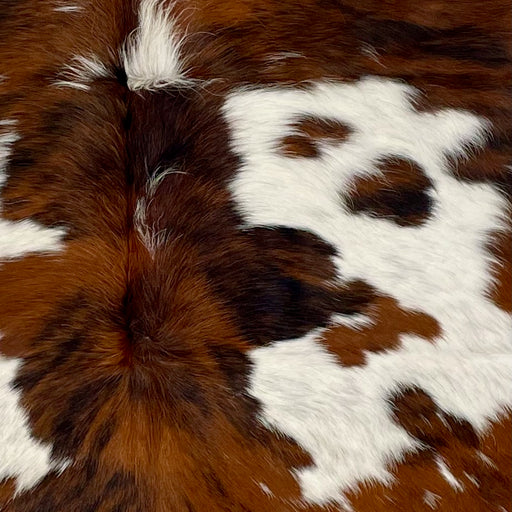 Closeup of this Large, Colombian, Tricolor Cowhide, showing white with black speckles, and large and small spots that have a reddish brown and black, brindle pattern (COTR1179)