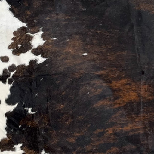 Closeup of this Large, Colombian, Dark Tricolor Cowhide, showing has a mix of black and reddish brown down the middle, and white, with brown and black spots, on the belly (COTR1185)