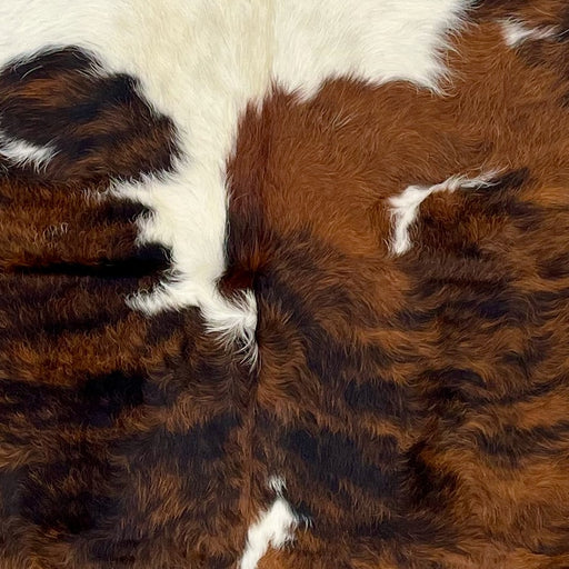 Closeup of this XL, Colombian, Tricolor Cowhide, showing has long hair that is a mix of reddish brown and black, with one large, and three small, white spots on the back (COTR1186)