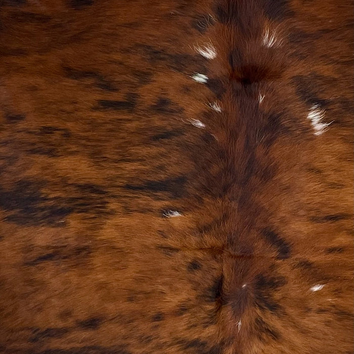 Closeup of this Large Colombian Tricolor Cowhide, showing a red brown and black, brindle pattern, with a few small, white spots on the back (COTR1187)