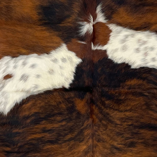 Closeup of this Speckled, Colombian, Tricolor Cowhide, showing white with faint, black and brown speckles, and large spots that are reddish brown with a black, brindle pattern (COTR1192)