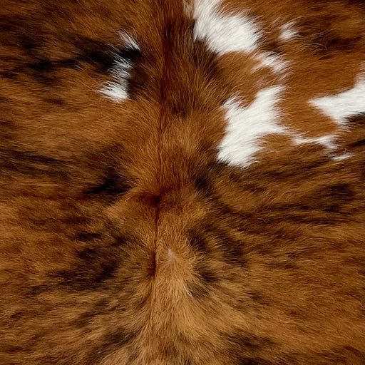 Closeup of this Colombian Tricolor Cowhide, showing brown with black, brindle markings, and a few small, white spots down the back (COTR1208)