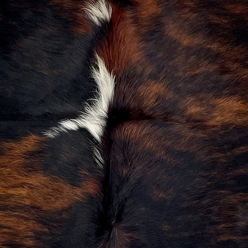 Closeup of this Colombian Dark Tricolor Cowhide, showing a mix of black and dark reddish brown, with three small, white spots down the middle (COTR1209)