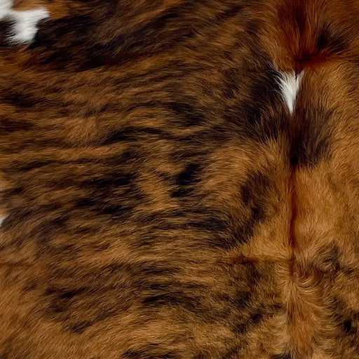 Closeup of this Colombian Tricolor Cowhide, showing a brown and black, brindle pattern, with a few small, white spots down the middle (COTR1223)