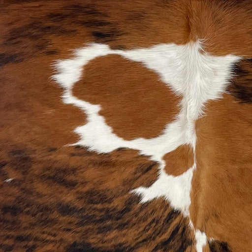 Closeup of this Colombian Tricolor Cowhide, showing white with large and small spots that have a reddish brown and black, brindle pattern (COTR1233)