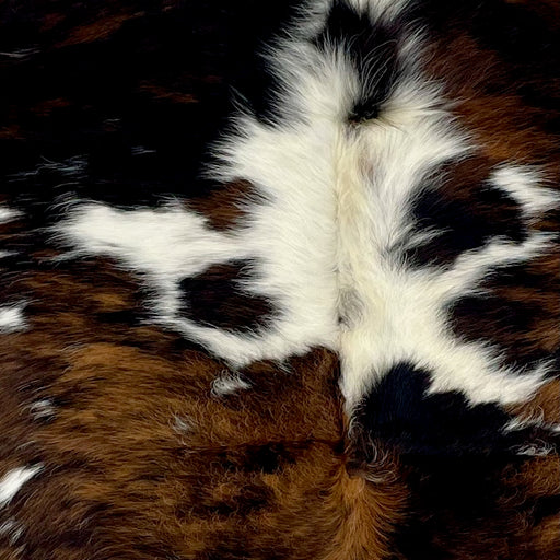 Closeup of this Colombian Tricolor Cowhide, showing white with faint, black speckles, and large and small spots that have a brown and black, brindle pattern, and longer hair down the spine (COTR1236)