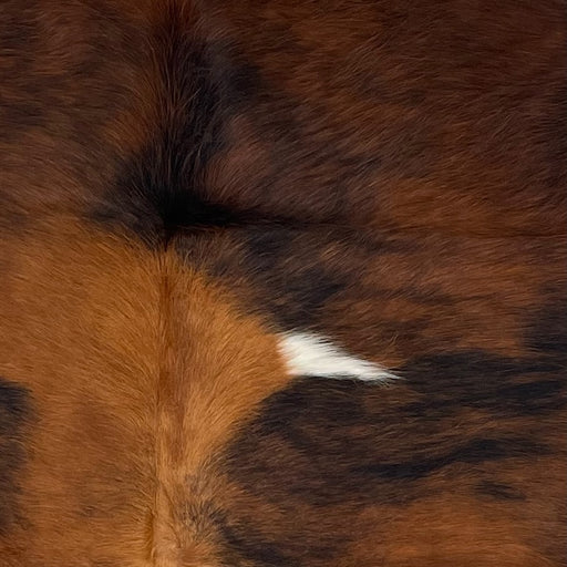 Closeup of this Colombian Tricolor Cowhide, showing a golden brown, dark reddish brown, and black, brindle pattern, with a small, white spot on the back (COTR1239)