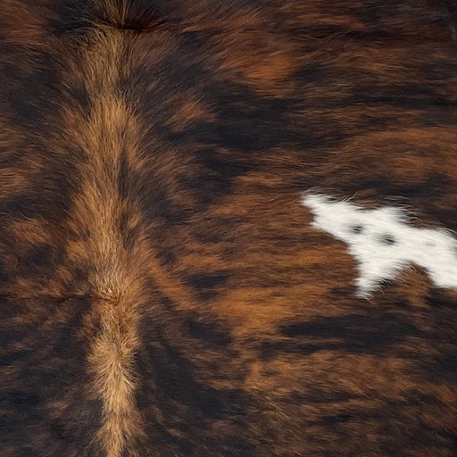 Closeup of this Colombian Tricolor Cowhide, showing a black and brown, brindle pattern, with a small, white spot on the right side of the back (COTR1245)