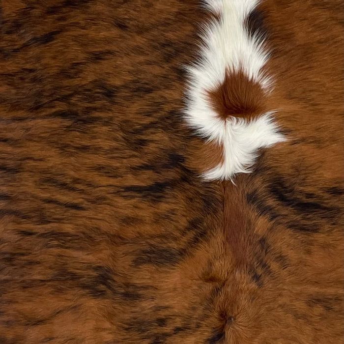 Closeup of this Colombian Tricolor Cowhide, showing a reddish brown and black, brindle pattern, with white down the middle of the shoulder (COTR1247)