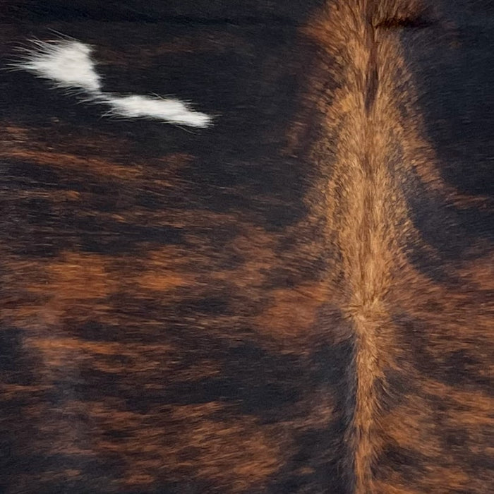 Closeup of this Colombian Dark Tricolor Cowhide, showing black with red brown, brindle markings, and one small white spot on the left side of the shoulder (COTR1253)