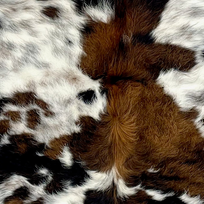 Closeup of this Colombian Tricolor Speckled Cowhide, showing long hair that is white, with brown and black spots, and faint, brown and black speckles (COTR1257)