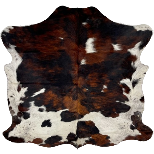 Colombian Tricolor Cowhide: white with black speckles, and large and small spots that have a mix of black and reddish brown, and it has longer hair down the spine - 5'7" x 5'1" (COTR1259)