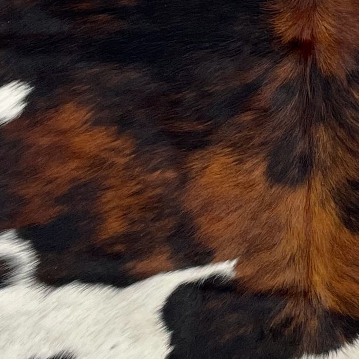 Closeup of this Colombian Tricolor Cowhide, showing white with black speckles, and large and small spots that have a mix of black and reddish brown, and longer hair down the spine (COTR1259)