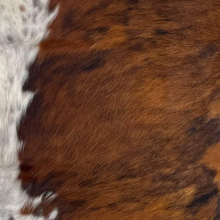 Closeup of this Colombian Tricolor Cowhide, showing a mix of reddish brown and black down the middle, and white, with brown and black speckles and spots, on the belly (COTR1263)