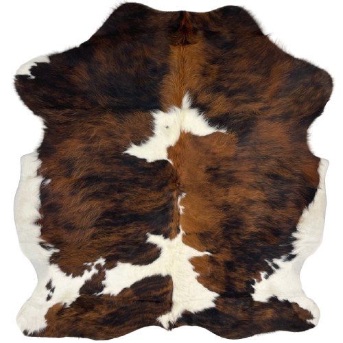 Colombian Tricolor Cowhide: has long hair that is white with large spots that have a mix of reddish brown and black - 5'11" x 5'2" (COTR1264)