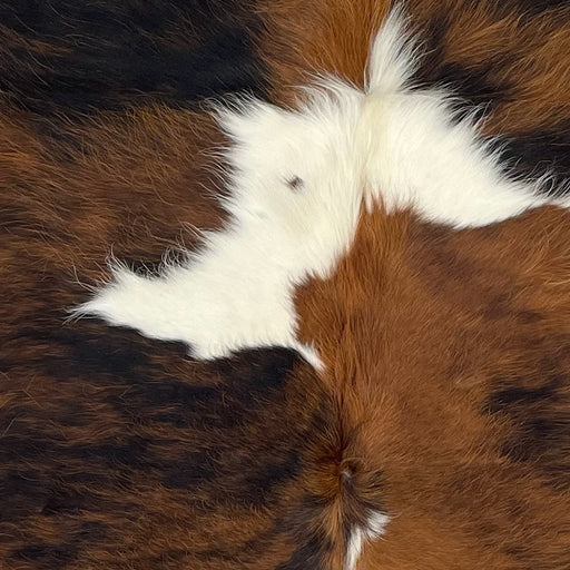 Closeup of this Colombian Tricolor Cowhide, showing long hair that is white with large spots that have a mix of reddish brown and black  (COTR1264)