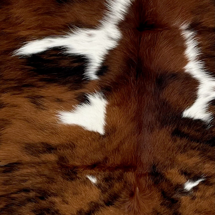 Closeup of this Colombian Tricolor Cowhide, showing spots that have a brown and black, brindle pattern  and some white spots (COTR1267)