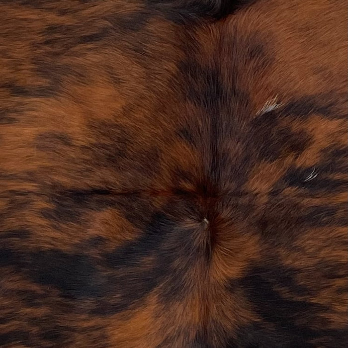 Closeup of this Colombian Tricolor Cowhide, showing a reddish brown and black, brindle pattern on the back and shoulder (COTR1269)