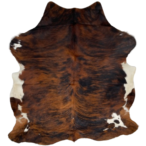 Colombian Tricolor Cowhide: has a red brown and black, brindle pattern with white on part of the belly and shanks - 6'4" x 5'3" (COTR1271)