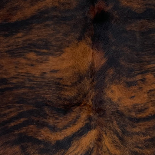 Closeup of this Colombian Tricolor Cowhide, showing a reddish brown and black, brindle pattern down the back  (COTR1273)