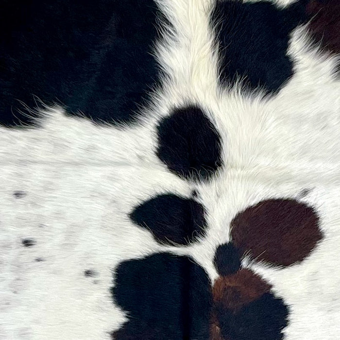 Closeup of this Colombian Speckled Tricolor Cowhide, showing white with black speckles and spots, faint, cloudy speckles, and some spots that have a mix of black and dark brown on the spine, and longer hair in the middle of the shoulder (COTR1280)