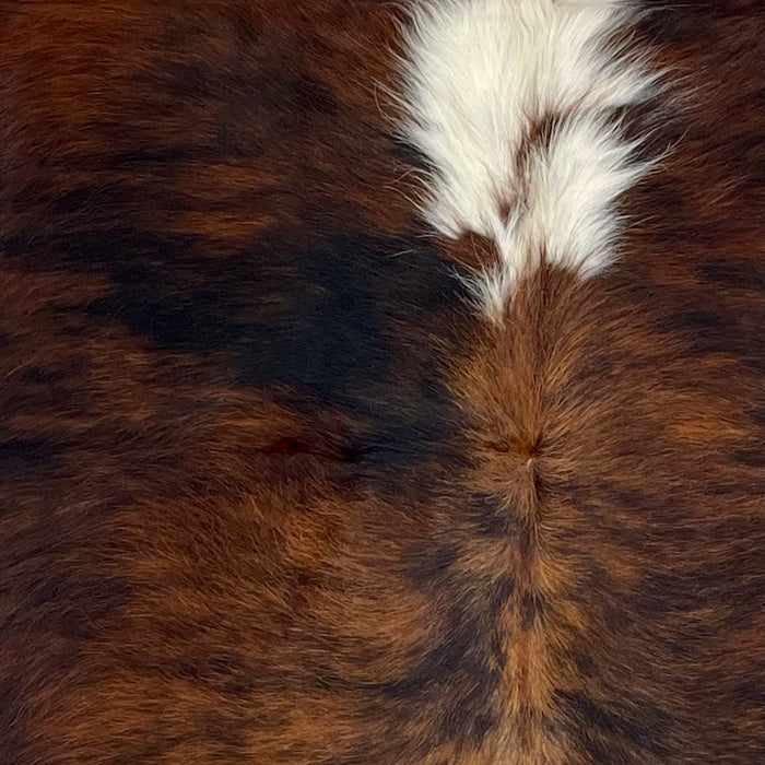 Closeup of this Colombian Tricolor Cowhide, showing long hair that has a mix of reddish brown and black, with white down part of the spine (COTR1285)