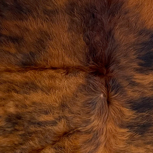 Closeup of this Colombian Tricolor Cowhide, showing long hair that has a mix of reddish brown and black (COTR1287)