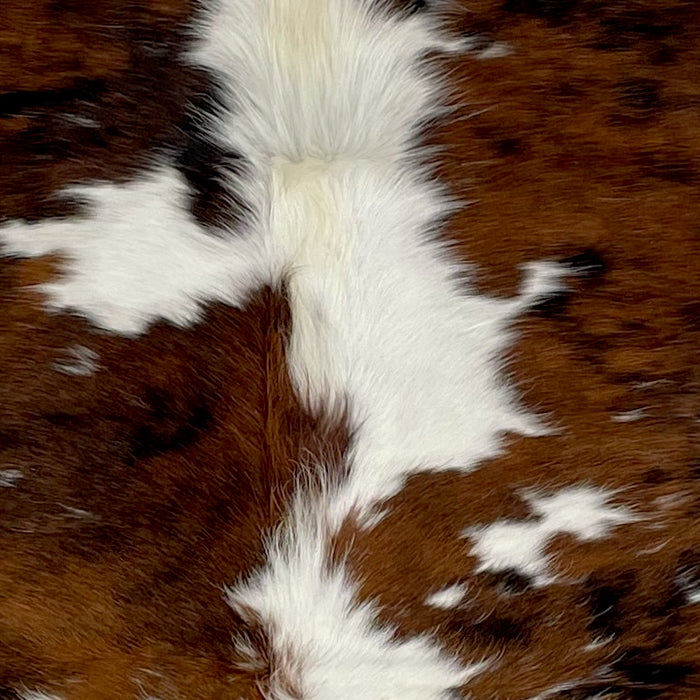 Closeup of this Colombian Tricolor Cowhide, showing large and small spots that have a mix of brown and black down both sides, and off-white down pat of the spine  (COTR1288)