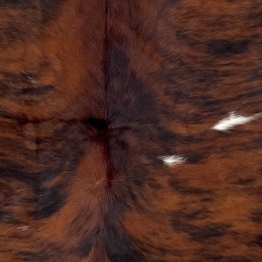 Closeup of this Colombian Tricolor Cowhide, showing a red brown and black, brindle pattern, with a few small, white spots, down the middle  (COTR1293)