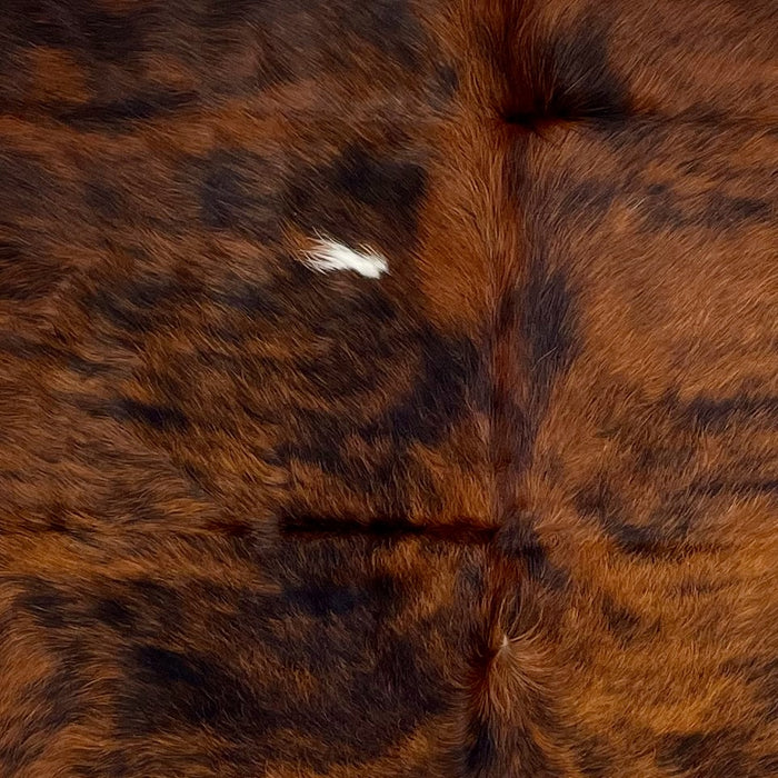 Closeup of this Colombian Tricolor Cowhide, showing long hair that is reddish brown with black, brindle markings, and a small, white spot in the middle (COTR1296)