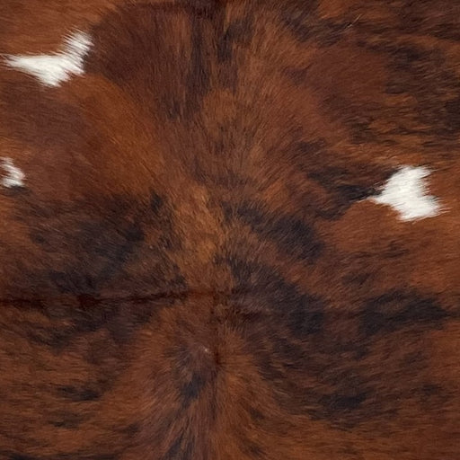 closeup of this Large Colombian Tricolor Cowhide, showing a reddish brown and black, brindle pattern, with three small, white spots on the back  (COTR1297)