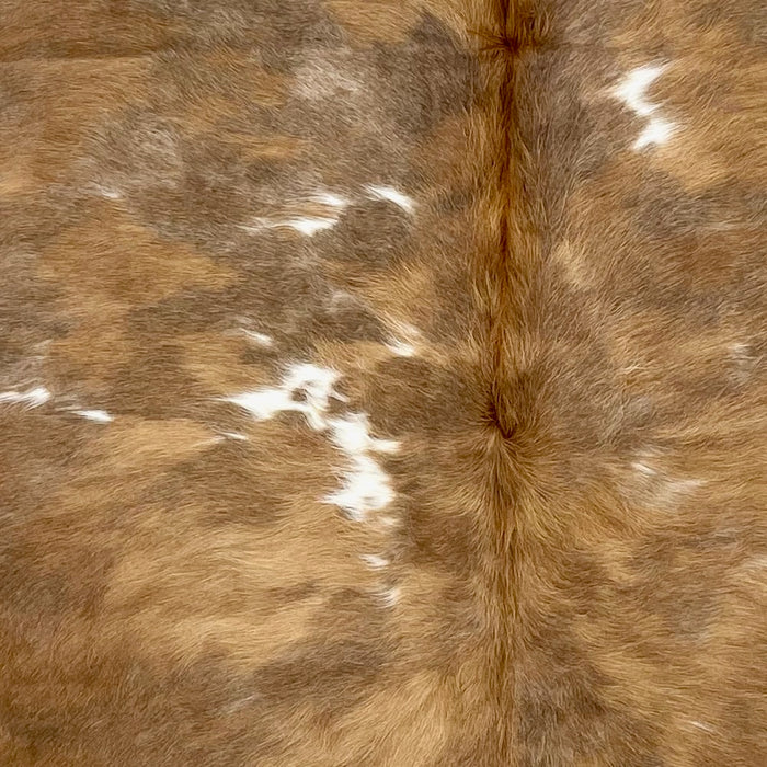 Closeup of this Colombian Tricolor Cowhide, showing a mix of brown and golden brown and some white spots that have brown and golden brown speckles, and longer hair down part of the spine  (COTR1303)