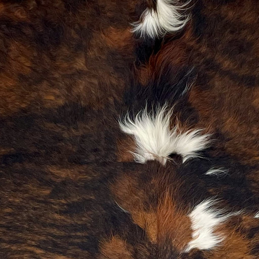 Closeup of this Colombian Tricolor Cowhide, showing a brown and black, brindle pattern, with a few white spots on the back and shoulder, and long hair down part of the spine  (COTR1306)