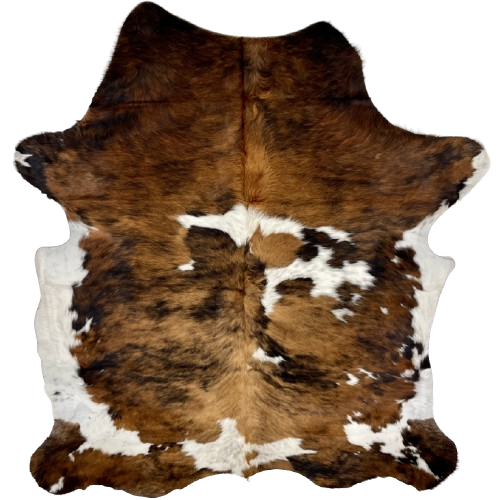 Large Colombian Tricolor Cowhide: has a brown and black, brindle pattern, white spots that have black speckles, white with black speckles on the belly, and long hair down the spine - 7'7" x 5'8" (COTR1313)