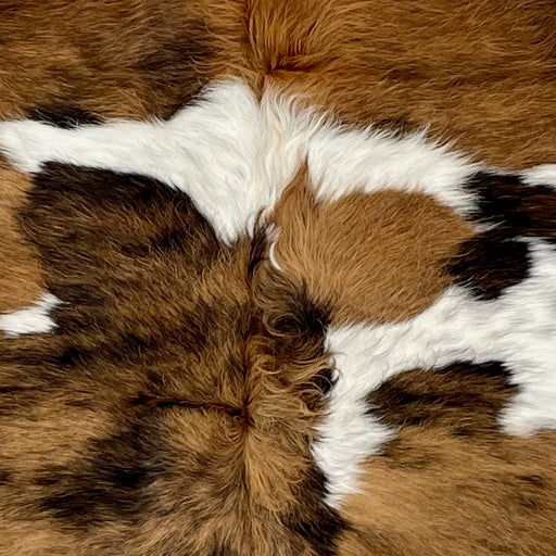 Closeup of this Large Colombian Tricolor Cowhide, showing a brown and black, brindle pattern, white spots that have black speckles, and long hair down the spine (COTR1313)